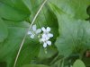 Garlic Mustard (Alliaria petiolata)