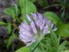 Red Clover (Trifolium pratense)