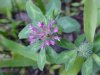 Red Clover (Trifolium pratense)