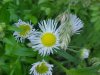 Daisy Fleabane (Erigeron annus)