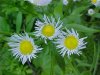 Daisy Fleabane (Erigeron annus)