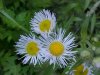 Daisy Fleabane (Erigeron annus)