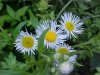 Daisy Fleabane (Erigeron annus)