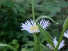 Daisy Fleabane (Erigeron annus)