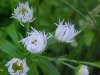 Daisy Fleabane (Erigeron annus)