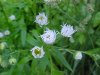 Daisy Fleabane (Erigeron annus)