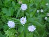 Daisy Fleabane (Erigeron annus)