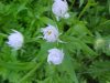 Twilight Daisy Fleabane (Erigeron annus);