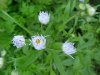 Daisy Fleabane (Erigeron annus)