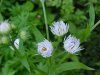 Daisy Fleabane (Erigeron annus)