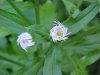 Twilight Daisy Fleabane (Erigeron annus);