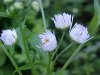 Twilight Daisy Fleabane (Erigeron annus);