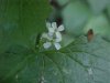 Garlic Mustard (Alliaria petiolata)