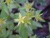 Stringy Stonecrop, Yellow Moss, Graveyard Moss (Sedum sarmentosum) - thanks to Gottfried Unger for correction: was misidentified as Wild Stonecrop (Sedum ternatum)