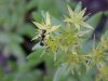 Ant and Stringy Stonecrop, Yellow Moss, Graveyard Moss (Sedum sarmentosum) - thanks to Gottfried Unger for correction: was misidentified as Wild Stonecrop (Sedum ternatum)