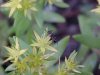 Ant and Stringy Stonecrop, Yellow Moss, Graveyard Moss (Sedum sarmentosum) - thanks to Gottfried Unger for correction: was misidentified as Wild Stonecrop (Sedum ternatum)