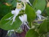 Japanese Honeysuckle (Lonicera japonica)
