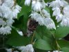Butterfly on wildflower of LDEO, Columbia Univ., Palisades, N.Y., USA