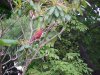 Cardinal Bird of LDEO, Columbia Univ., Palisades, N.Y., USA