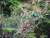 Cardinal Bird of LDEO, Columbia Univ., Palisades, N.Y., USA