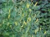 Yellow Sweet Clover (Melilotus officinalis)