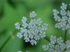 Wild Angelica (Angelica triquinata) - described as closely resembling the very poisoness Water Hemlock (Cicuta maculata)