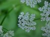 Wild Angelica (Angelica triquinata) - described as closely resembling the very poisoness Water Hemlock (Cicuta maculata)