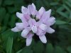 Crown Vetch (Coronilla varia)