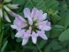 Crown Vetch (Coronilla varia)
