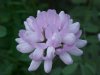 Crown Vetch (Coronilla varia)