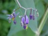 Bittersweet Nightshade; Climbing Nightshade; Deadly Nightshade (Solanum dulcamara)