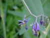 Bittersweet Nightshade; Climbing Nightshade; Deadly Nightshade (Solanum dulcamara)