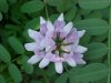 Crown Vetch (Coronilla varia)