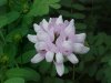 Crown Vetch (Coronilla varia)