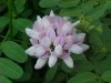 Crown Vetch (Coronilla varia)