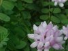 Crown Vetch (Coronilla varia)