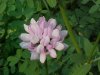 Crown Vetch (Coronilla varia)