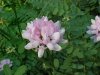 Crown Vetch (Coronilla varia)