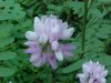Crown Vetch (Coronilla varia)