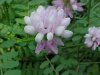 Crown Vetch (Coronilla varia)