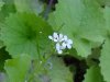 Garlic Mustard (Alliaria petiolata)