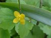 Greater Celandine; Wartweed (Chelidonium majus)