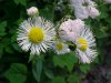 Philadelphia Fleabane (Erigeron philadelphicus)