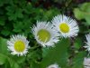 Philadelphia Fleabane (Erigeron philadelphicus)