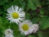 Philadelphia Fleabane (Erigeron philadelphicus)