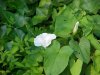 Field Bindweed (Convolvulus arvensis)
