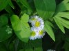 Daisy Fleabane (Erigeron annus)