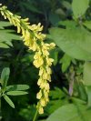Yellow Sweet Clover (Melilotus officinalis)
