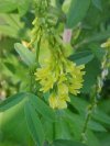 Yellow Sweet Clover (Melilotus officinalis)