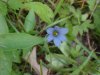 Blue-eyed Grass (Sisyrinchium angustifolium)